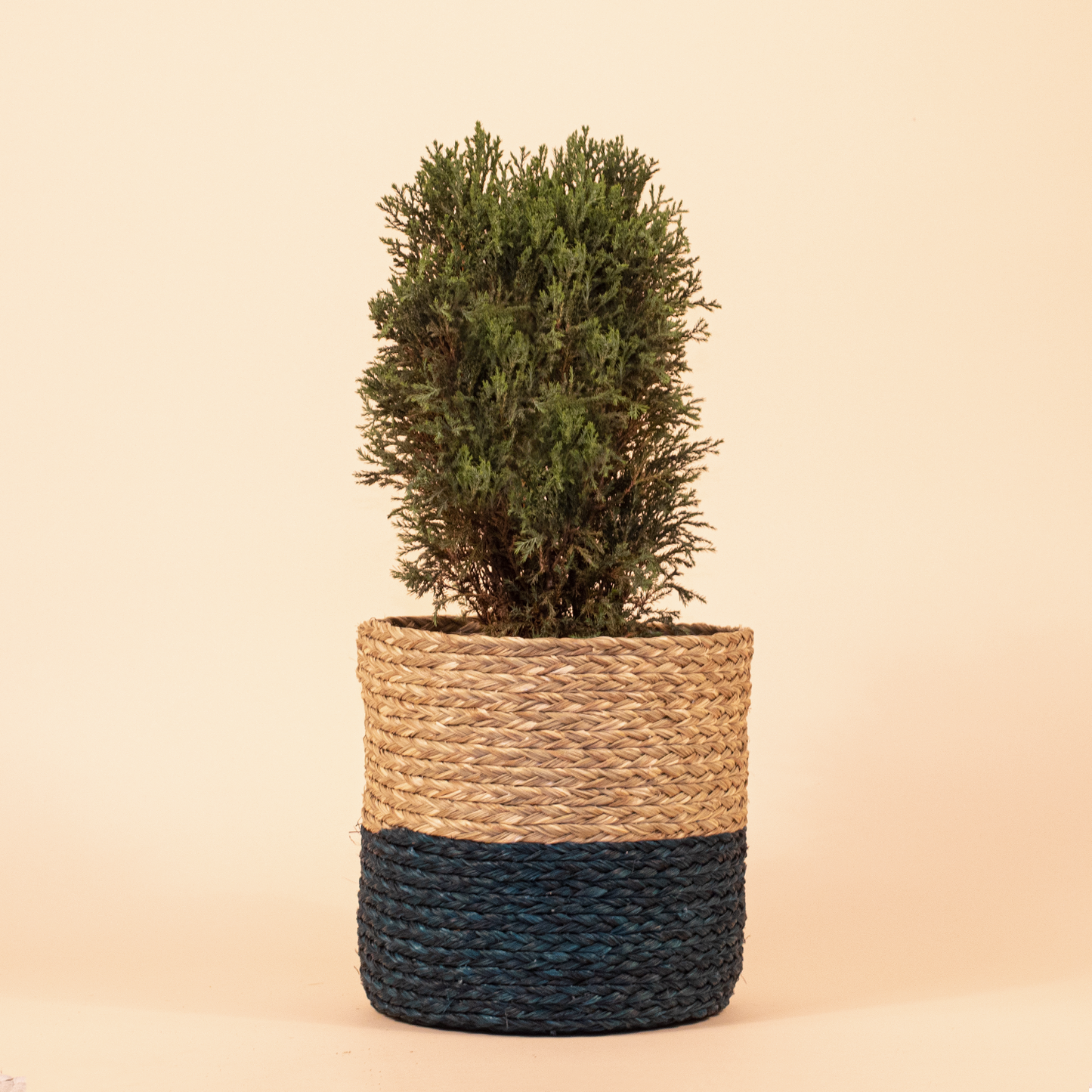 Dual color natural planters