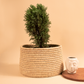 Natural date palm planter